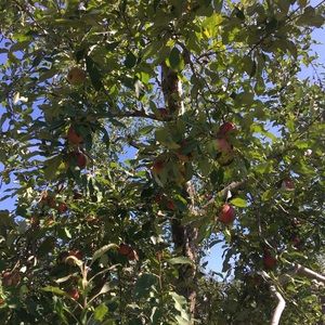 Meet your Posher, Isabel